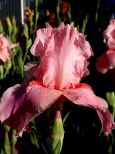spring iris 012